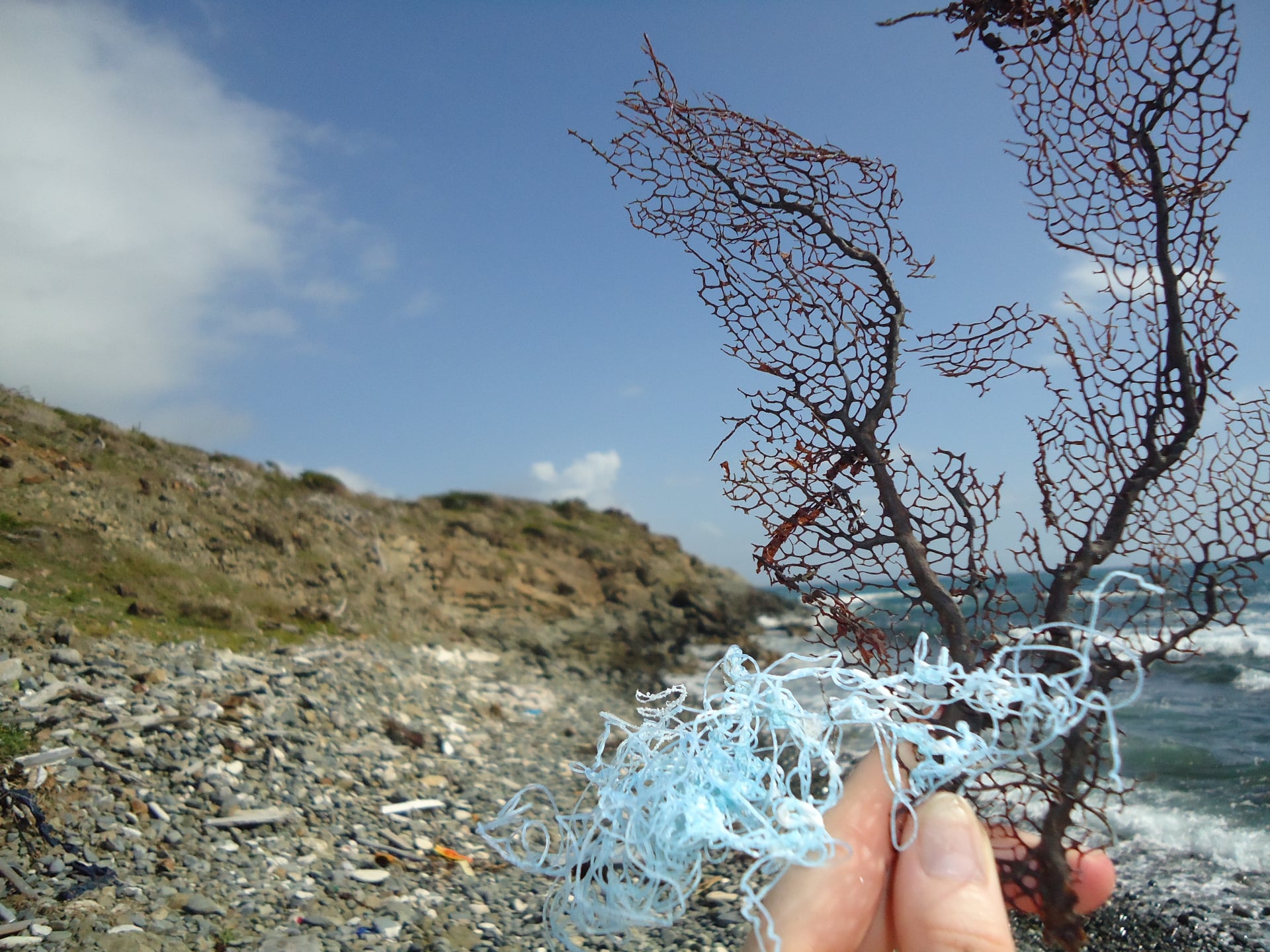 Corail entremêlé de plastique, Saint-Martin, Caraïbes, 2016. © Géraldine Le Roux